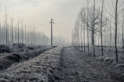 Trees on field against sky