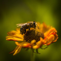 Close-up of bee pollinating on flower