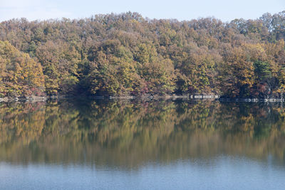 Trees by lake in forest against sky