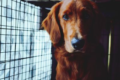 Close-up portrait of dog