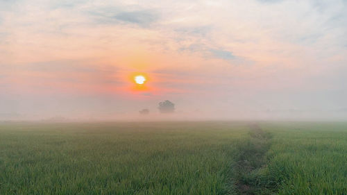 Scenic view of field against sky during sunset