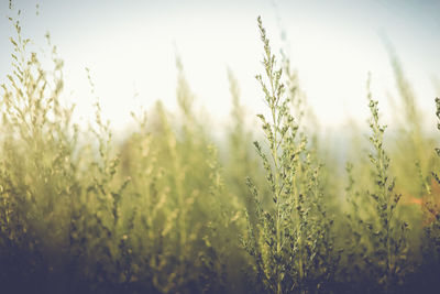 Close-up of wheat field against sky during sunset