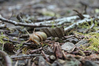 Close-up of snail