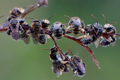 Close-up of insect on plant