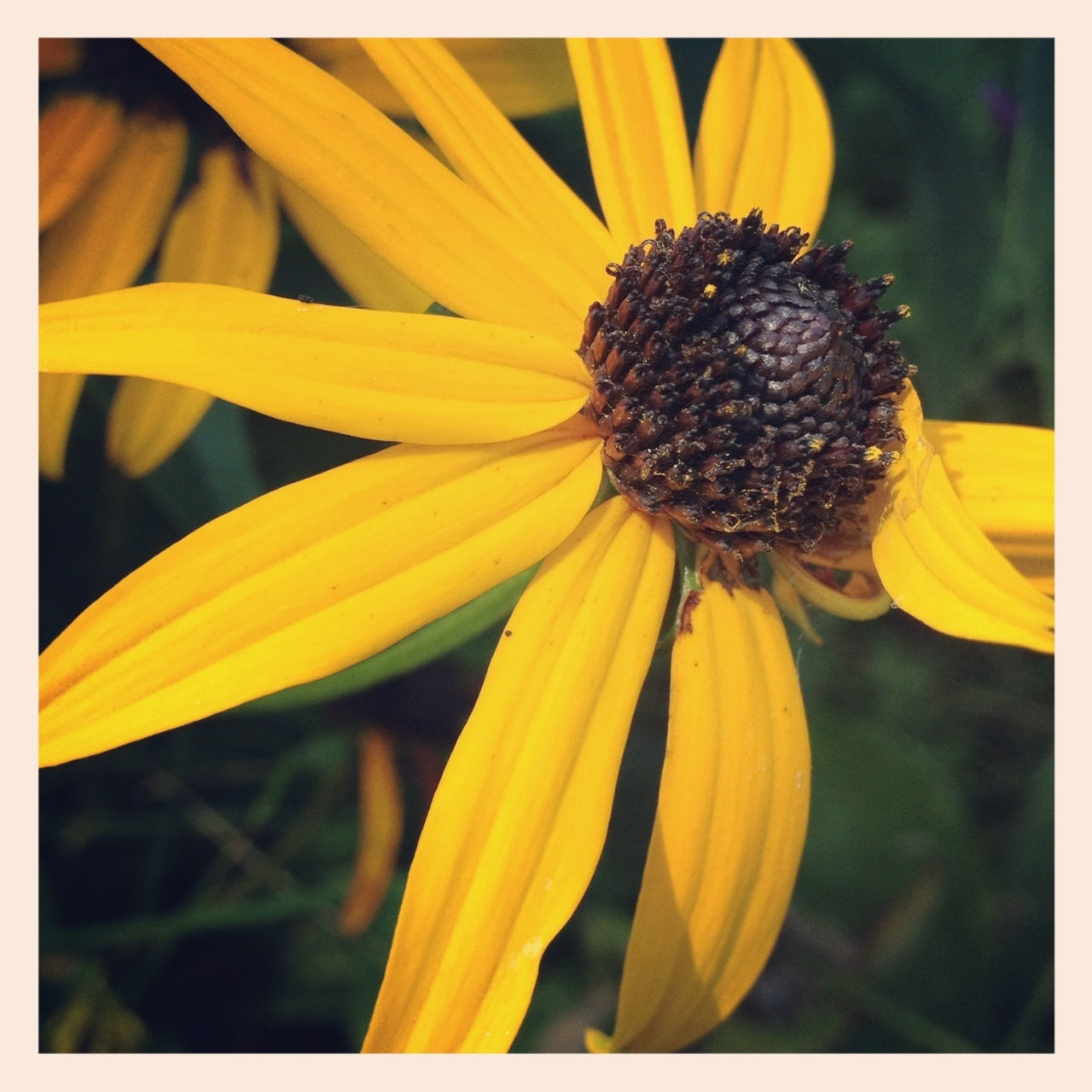 flower, transfer print, petal, yellow, flower head, freshness, fragility, auto post production filter, growth, close-up, focus on foreground, beauty in nature, pollen, blooming, nature, plant, one animal, wildlife, single flower, insect