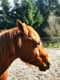 Close-up of a horse in ranch