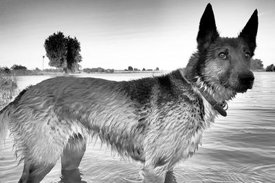 Close-up of dog standing on beach