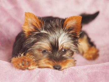 Close-up of a dog
