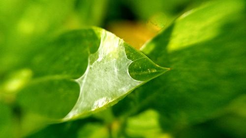 Close-up of spider web on plant leaf