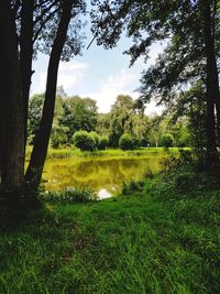 Scenic view of lake in forest