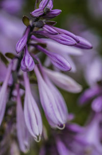 Close-up of pink flower