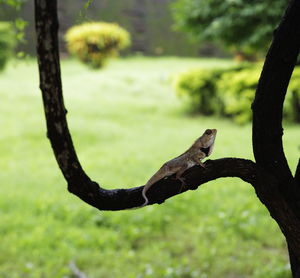 Close-up of lizard on tree branch