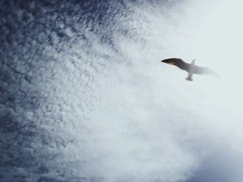 Low angle view of birds flying against clear sky