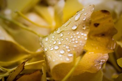 Close-up of water drops on leaf
