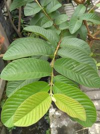 High angle view of green leaves on plant