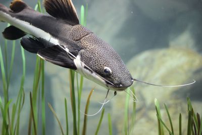 Close-up of fish swimming in tank