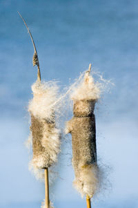 Close-up of cattail against sky