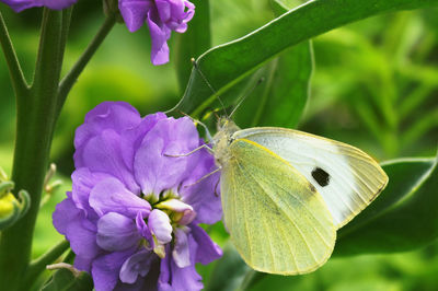 Close-up of butterfly pollinating flower