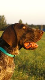 Close-up of dog on field against sky