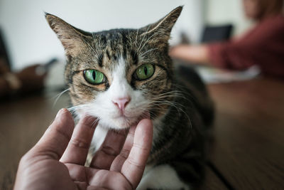 Close-up of hand petting cat