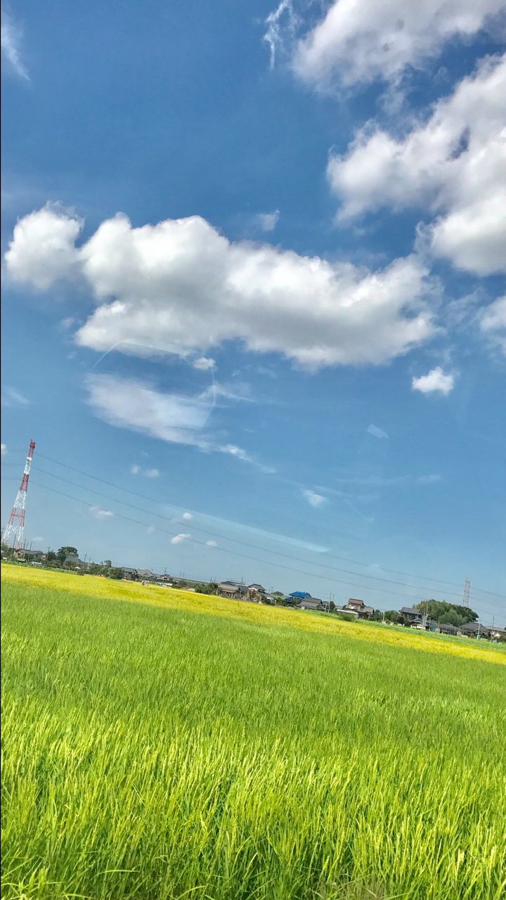 field, sky, agriculture, grass, landscape, nature, growth, green color, farm, tranquil scene, tranquility, beauty in nature, cloud - sky, crop, rural scene, no people, day, scenics, outdoors, cereal plant, freshness