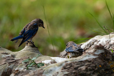 Close-up of bird perching on rock