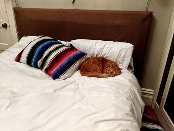 View of a cat relaxing on bed