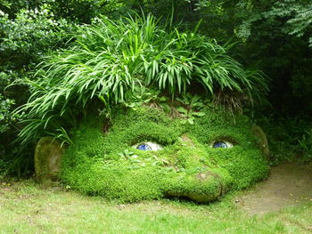 View of green plants in water