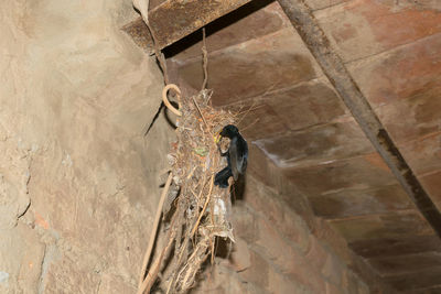 Low angle view of bird perching on wall
