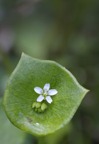 Close-up of green plant