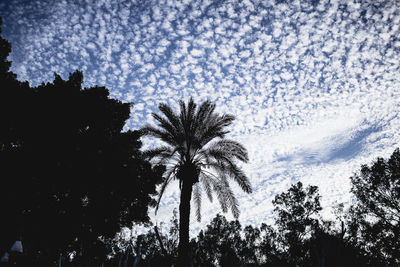 Low angle view of silhouette palm trees against sky