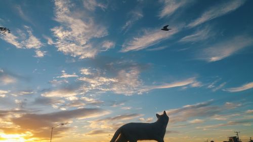 Low angle view of cow flying against sky during sunset