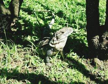 High angle view of lizard on field