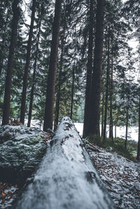 Surface level of trees in forest