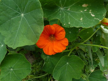 Close-up of orange flowering plant