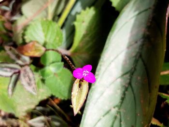 Close-up of butterfly on flower