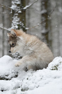 Puppy finnish lapphund dog walking on snow covered land