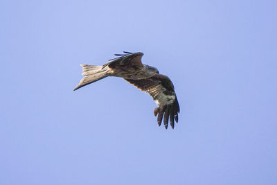 Low angle view of eagle flying against clear blue sky