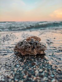 Close-up of coral on beach