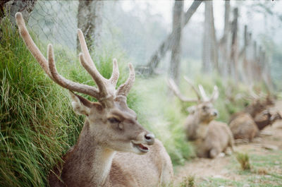 Deer in a field