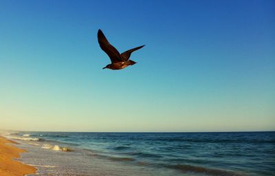 Seagull flying over sea against clear sky