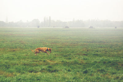 View of a dog on grassy field
