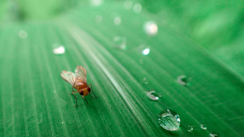 Close-up of insect on wet leaf