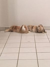 Cat lying on floor against wall