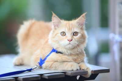 Close-up portrait of a cat