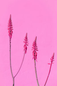 Plants on pink fashion wallpaper. aloe on wall background. minimal tropical design. 