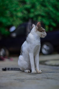 Cat sitting on a footpath