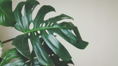 Close-up of fresh green plant