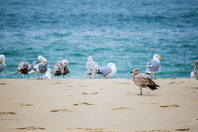 Seagulls perching on a beach