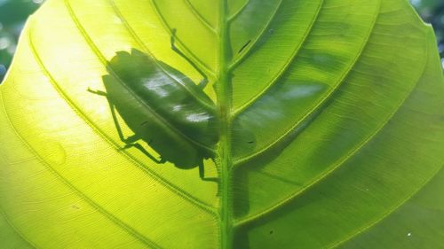 Close-up of insect on leaf